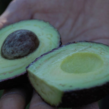アボカド・100%天然植物油