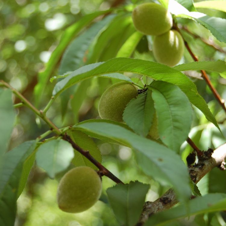 マカダミア・100%天然植物油