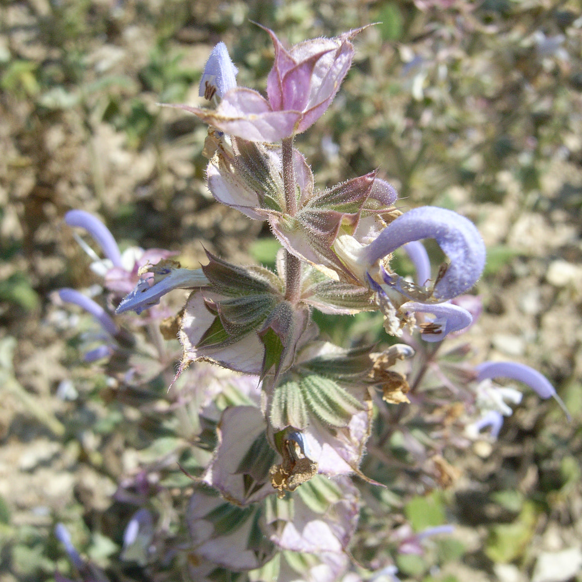 クラリセージ・100%天然精油