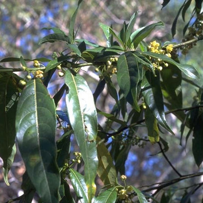 メイチャン・100%天然精油