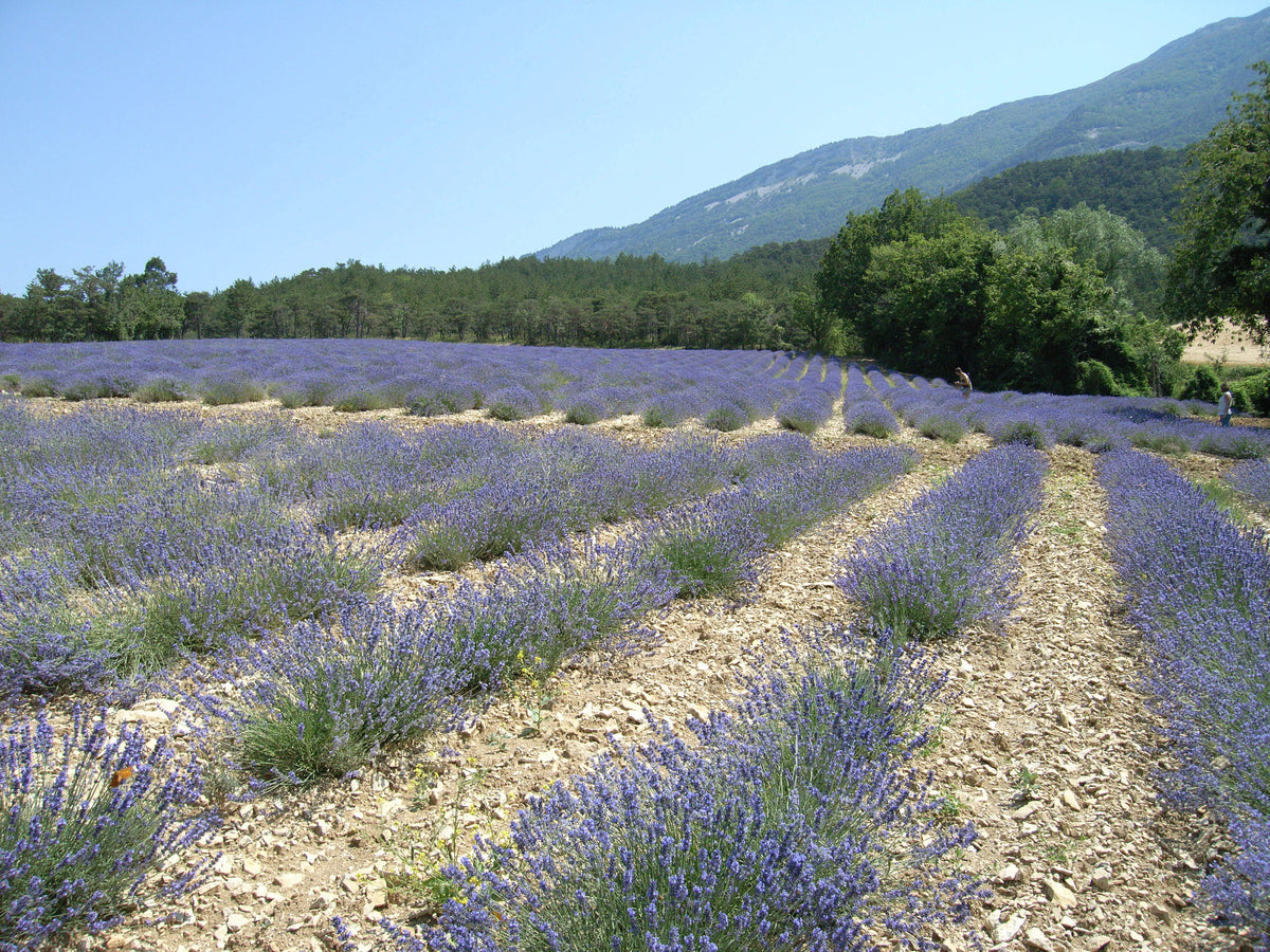 フランスの提携農家のラベンダー畑